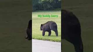 Helping a bear cub across the street.