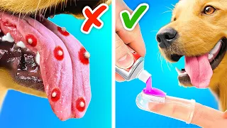 Proteja Seu Cachorro Das Espinhas *Melhores Utensílios e Truques para Donos de Animais de Estimação*