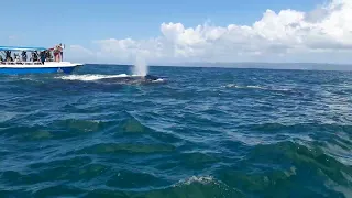 Киты в открытом море/ Доминикана/  Whales in the open sea / Dominican Republic