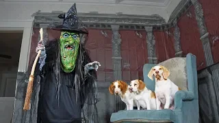 Dogs vs Giant Witch Prank: Funny Dogs Maymo, Penny & Potpie