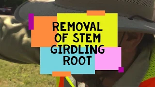 Why is My Tree Sick- Girdling Root Removal