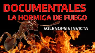 Documental HORMIGA DE FUEGO