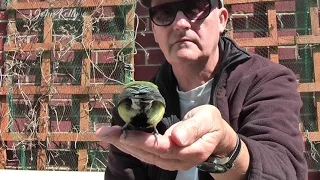 Great Tit hand feeding