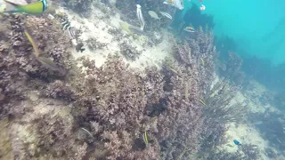 Bahamas Snorkeling