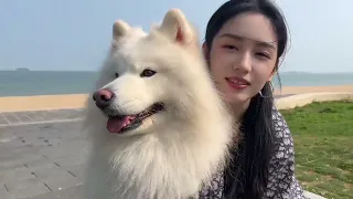 [BTS] Zhou Ye filming for Swisse commercial and having fun with huge doggies!