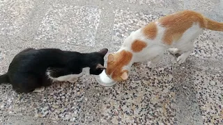 Cats Enjoying A Delicious Meal Of Milk Together