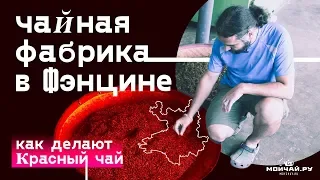 Фэнцин. Экскурсия по крупному заводу красного и зеленого чая.