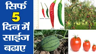 सिर्फ 5 दिन में साईज बढाए । fruit size