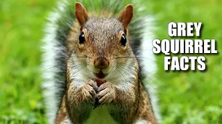 Eastern Gray Squirrel Facts: aka GREY SQUIRREL 🐿️ Animal Fact Files