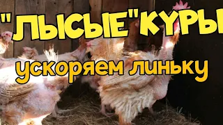 Линька у кур несушек/Как ускорить линьку кур/Витамины для курей