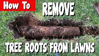 Removing Tree Roots From The Lawn