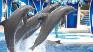 The Complete  SeaWorld "Blue Horizons" Dolphin Show