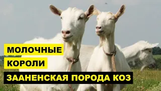 Зааненская порода коз описание, разведение, содержание | Козоводство | Молочные козы