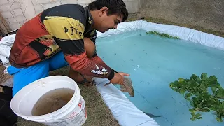 VEJA OS PEIXES DO MEU LAGO GIGANTE