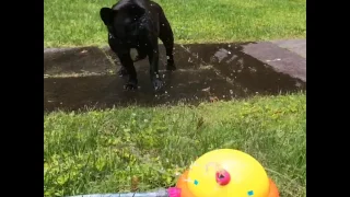 Dpdt black french bulldog plays in sprinkler