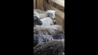 Great Pyrenees, the cat, the rooster and the sheep. All together - one happy family