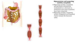 Segmentation and migrating motility complexes & Gastroileal reflex