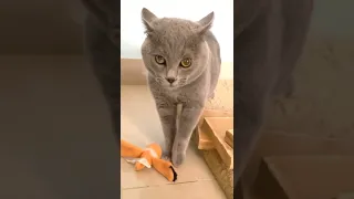 Cat Meowing