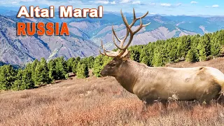 Altai Maral hunting in Russia  // Chasse au Maral en Russie // 2022