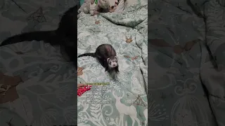 Ferret Giggle Sounds