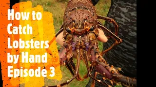 How to catch Lobsters by Hand Episode 3