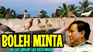 Ada merpati nyasar 2 ekor #pigeon