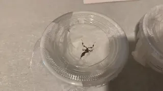 Phyllocrania Paradoxa [Ghost Mantis] unboxing