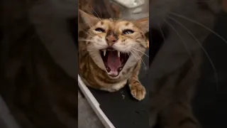 Bengal Yawn 🥱 😸