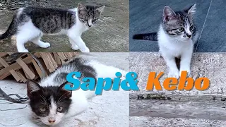 Cute cat | Sapi and Kebo are adults #cats #asmr