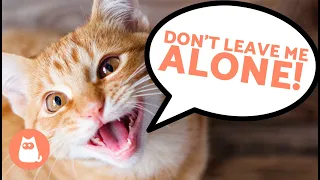 6 SIGNS Your CAT FEELS LONELY 😿 DON'T IGNORE THEM! ⚠️