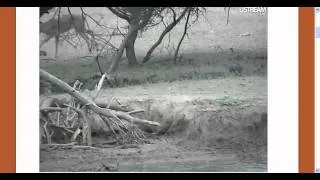 Baby Warthog with Momma at Pete's Pond  12 27 2011  8:30am