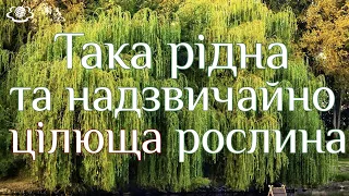 Така рідна та надзвичайно цілюща рослина