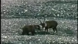 Grizzly kills caribou