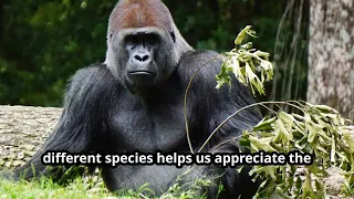 Gorillas - (The Gentle Giants Among Monkeys)