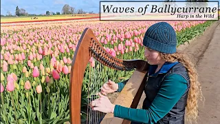 The Waves of Ballycurrane - Celtic Harp at a Tulip Fest!