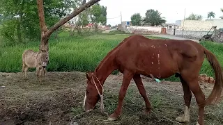 Funny Donkey Eating Grass In Village Video#29 2023