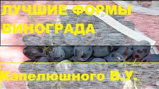 Виноград Капелюшного В.У. / Grapes Kapelyushnogo