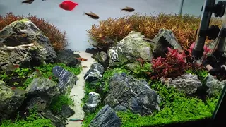 1 month update | planted tank | Brazilian style aquascaping