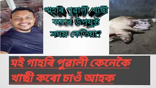 গাহৰি পুৱালী #Piglet কিমান দিনত খাছী #Castration কৰিৱ লাগে? কি কি #Vaccine দি লৱ লাগে চাওঁ চোন আহক?