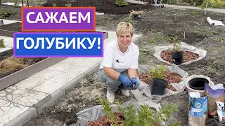 САЖАЕМ ГОЛУБИКУ ТАК, ЧТОБЫ СОБИРАТЬ УРОЖАЙ ВЕДРАМИ!