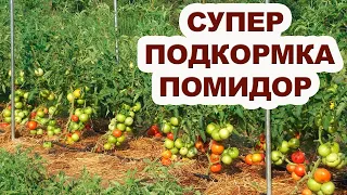 Подкормка томатов для быстрого роста и созревания плодов.