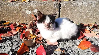 Abandoned Kitten Is Helping Her Blind Brother To Survive On The Streets