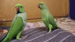 Talking Parrot Fly away