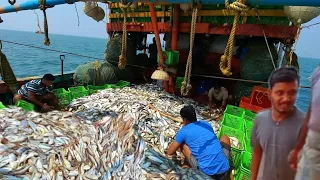 Pate 26 10 MILLION BIG FISHES AND SAMUNDAR River Fish Everyday  caught by 11 fishermen 2 times a day