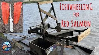 Catching Copper River Red Salmon Using a Fishwheel