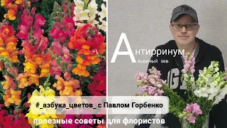 Антирринум - Львиный зев . полезные советы для флористов и садоводов