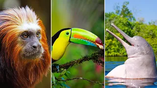 Amazing Animals in Amazon Forest | Part 1 (Multilingual Subtitles)