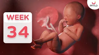 34 Week Pregnancy: Fetal Development At 34 Weeks | 34 Week Baby Development In Hindi | Mylo Family