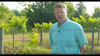 Ison's Nursery How To Train a Muscadine Vine to grow to the Top of the Wire