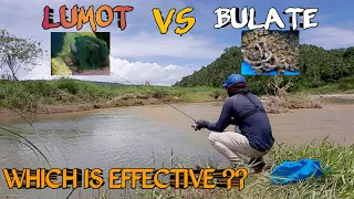 Lumot VS Bulate Challenge| Alin ang Epektibo Pamain?